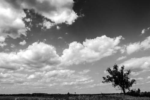 Foto profissional grátis de árvore, céu, céu cinza