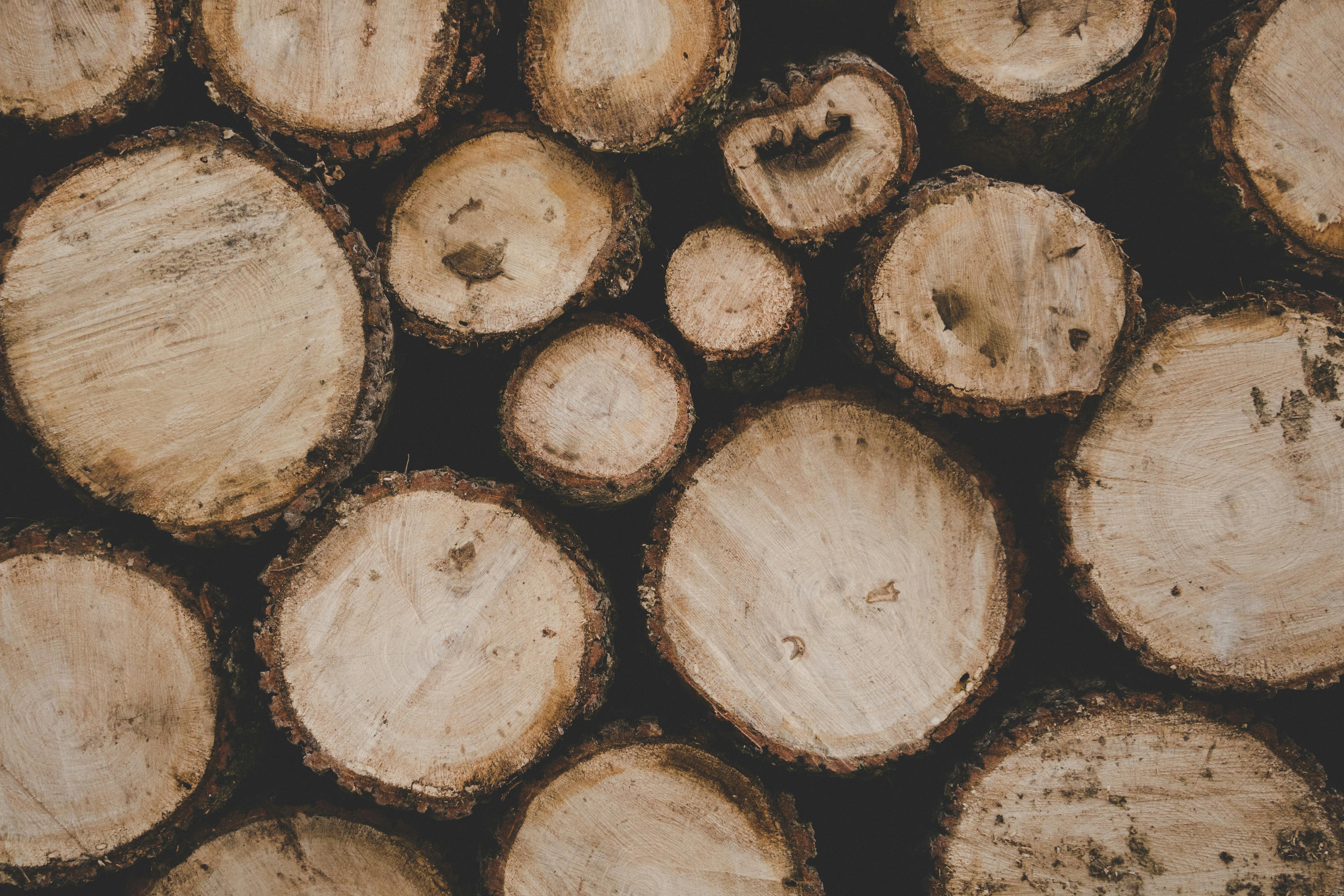 Foto stok gratis tentang batang pohon kayu  kayu  gelondongan 