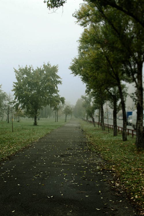 Бесплатное стоковое фото с деревья, зеленый, туман