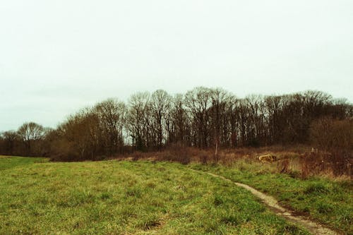 Gratis stockfoto met Bos, herfst, landelijk