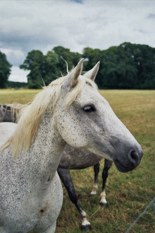 Foto stok gratis binatang peternakan, equidae, kepala