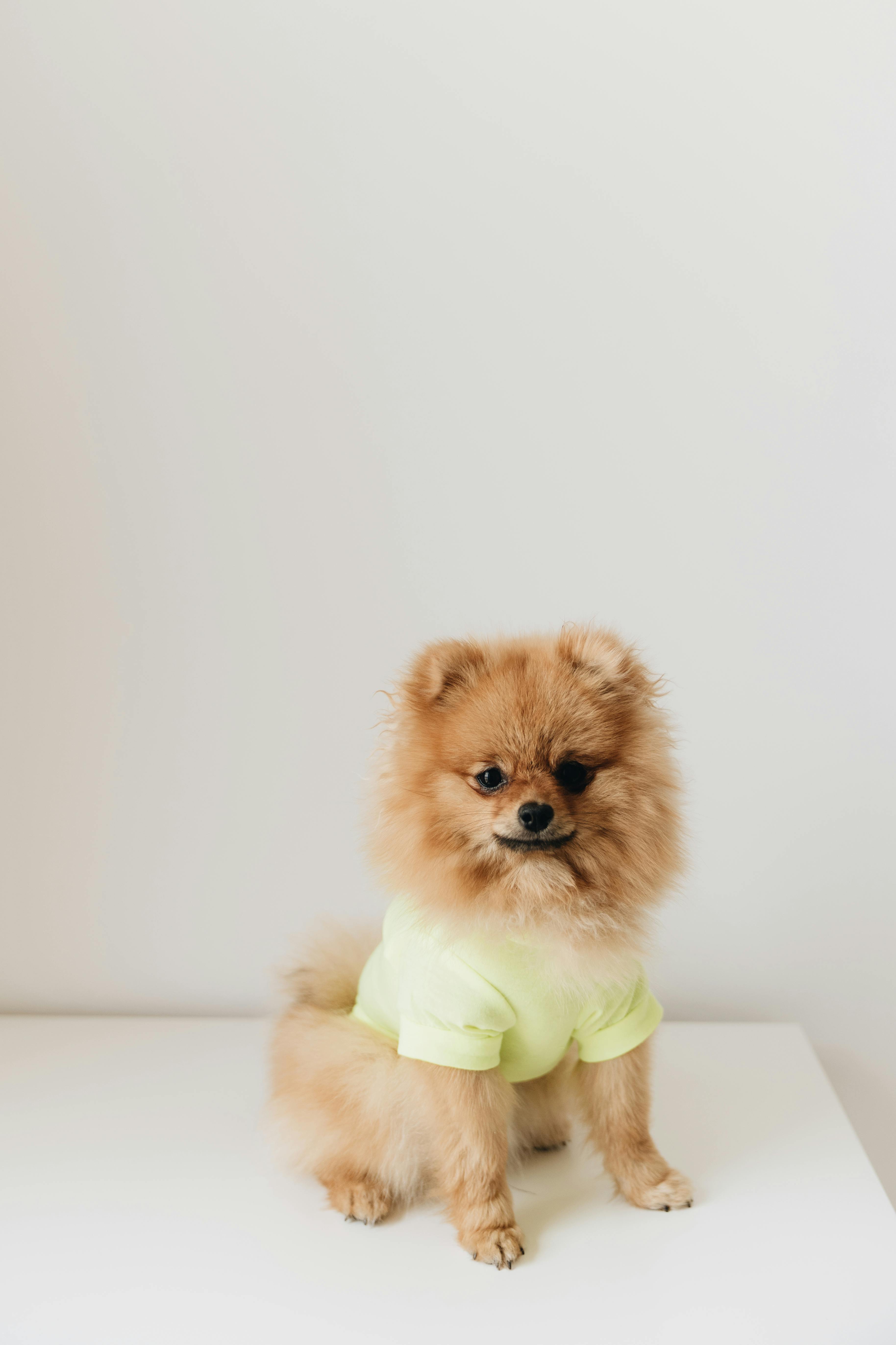 Charming Pomeranian puppy in a stylish shirt sitting indoors, perfect for pet lovers.