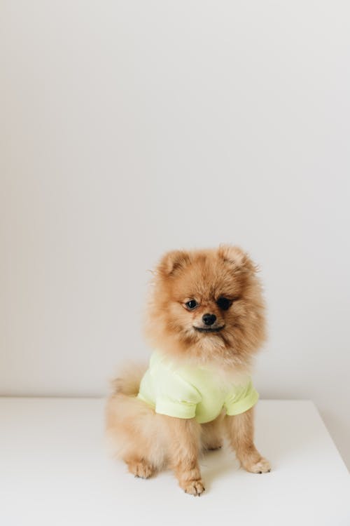 A Dressed Up Brown Pomeranian Dog 