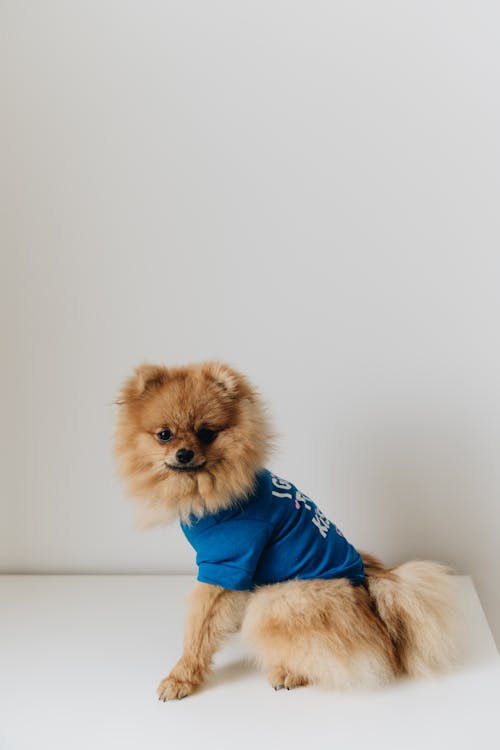 A Dressed Up Pomeranian Dog