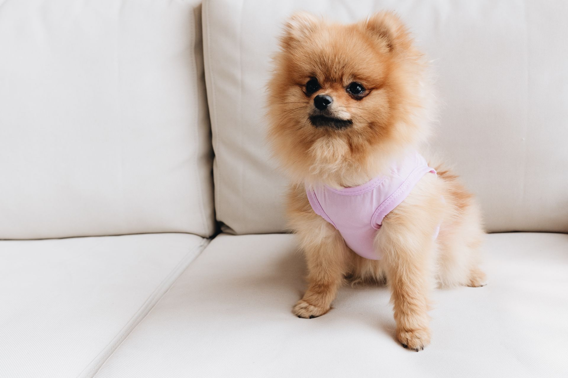 A Dressed Up Brown Pomeranian Dog