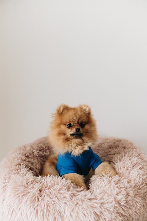 A Dressed Up Brown Pomeranian Dog 