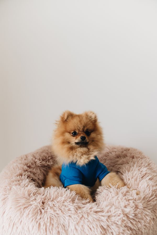 A small dog in a knitted jumper sitting in a soft bed