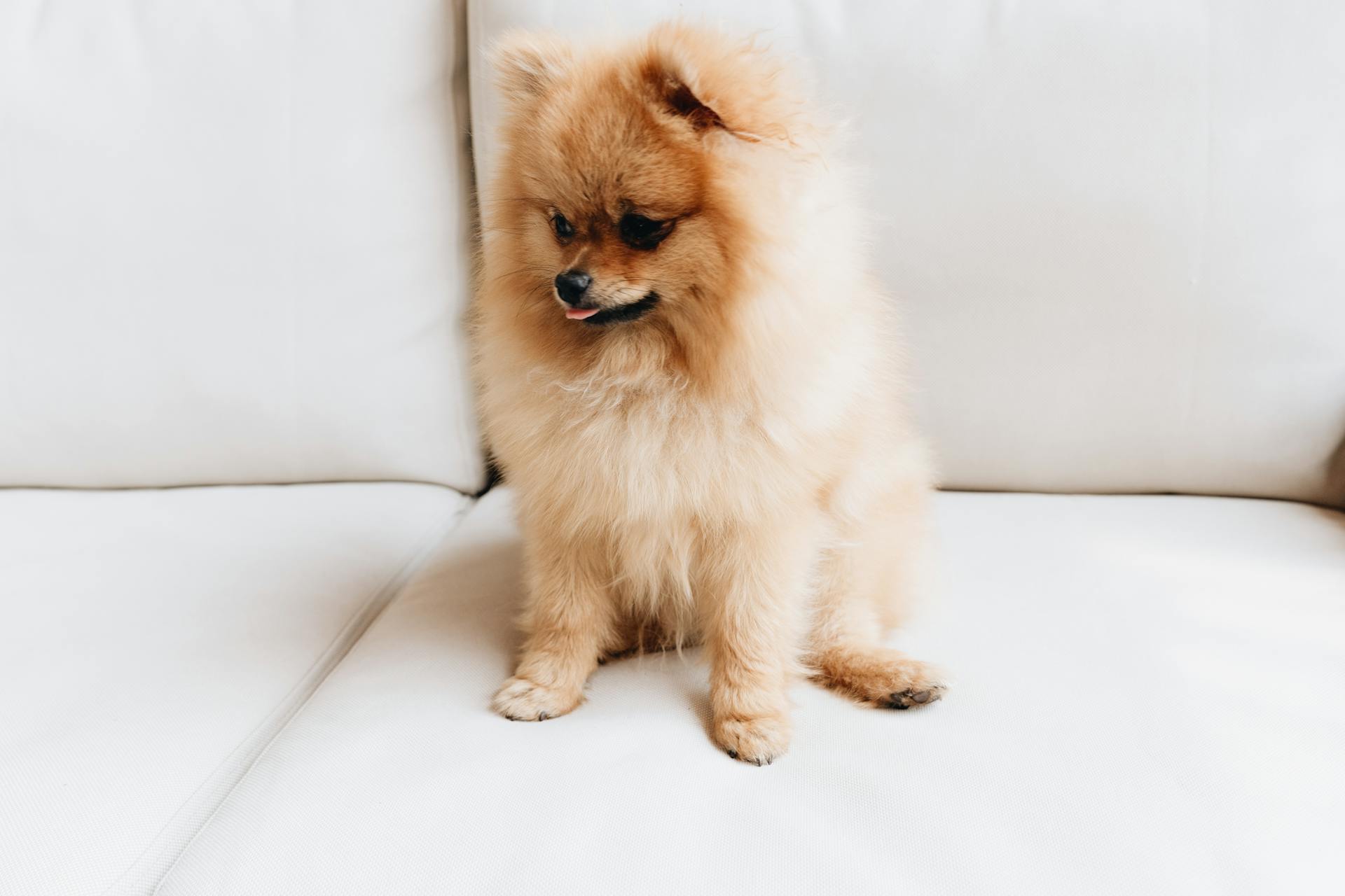 A Brown Pomeranian Dog on a White Couch