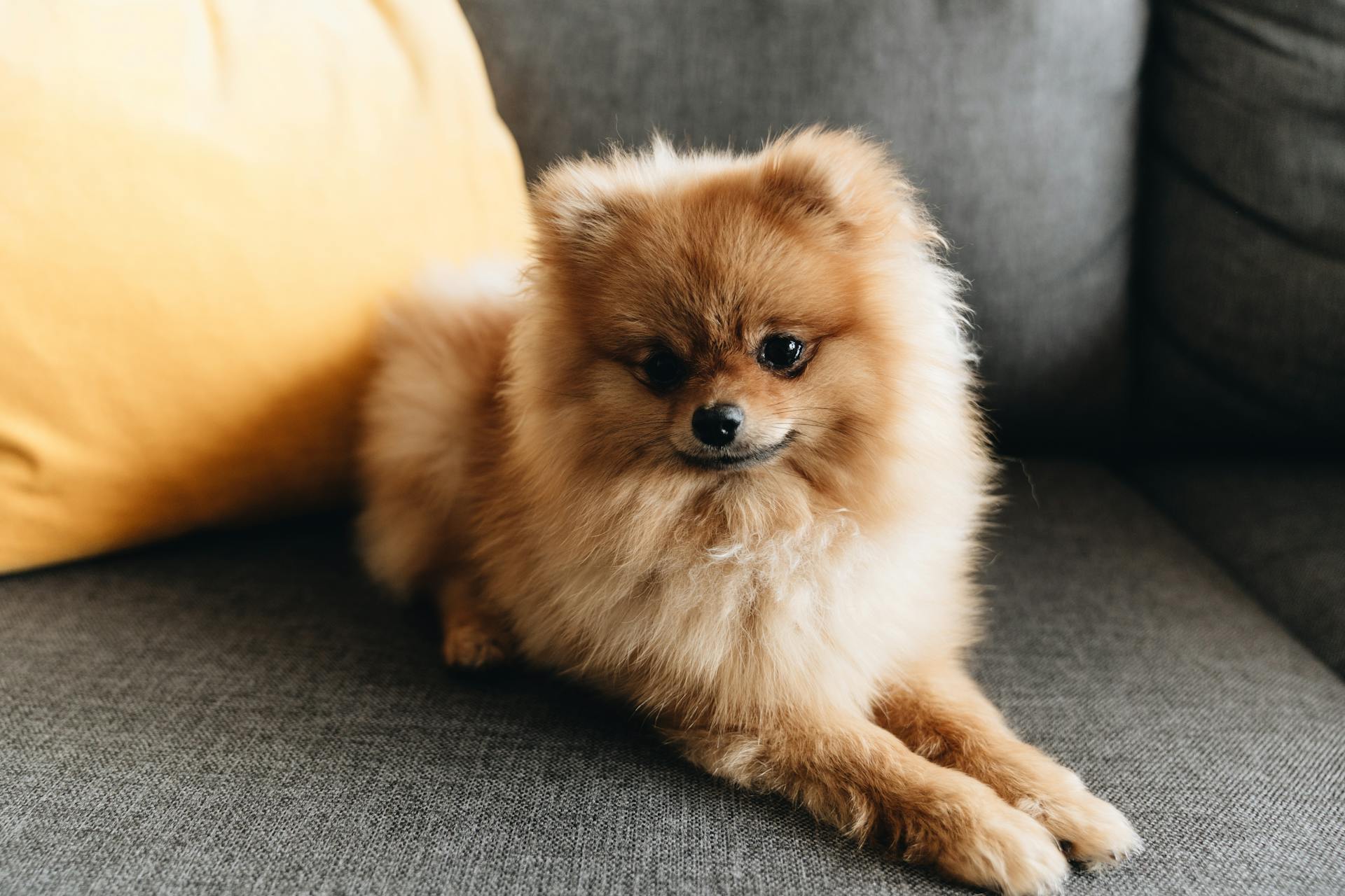 A Close-Up Shot of a Brown Pomeranian Dog