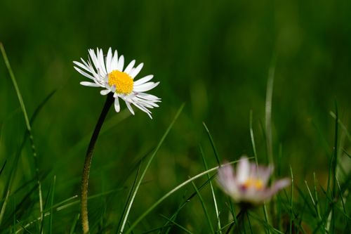 Free Close-up of a bright oxeye daisy flourishing in lush green grass, with a blurred background. Stock Photo