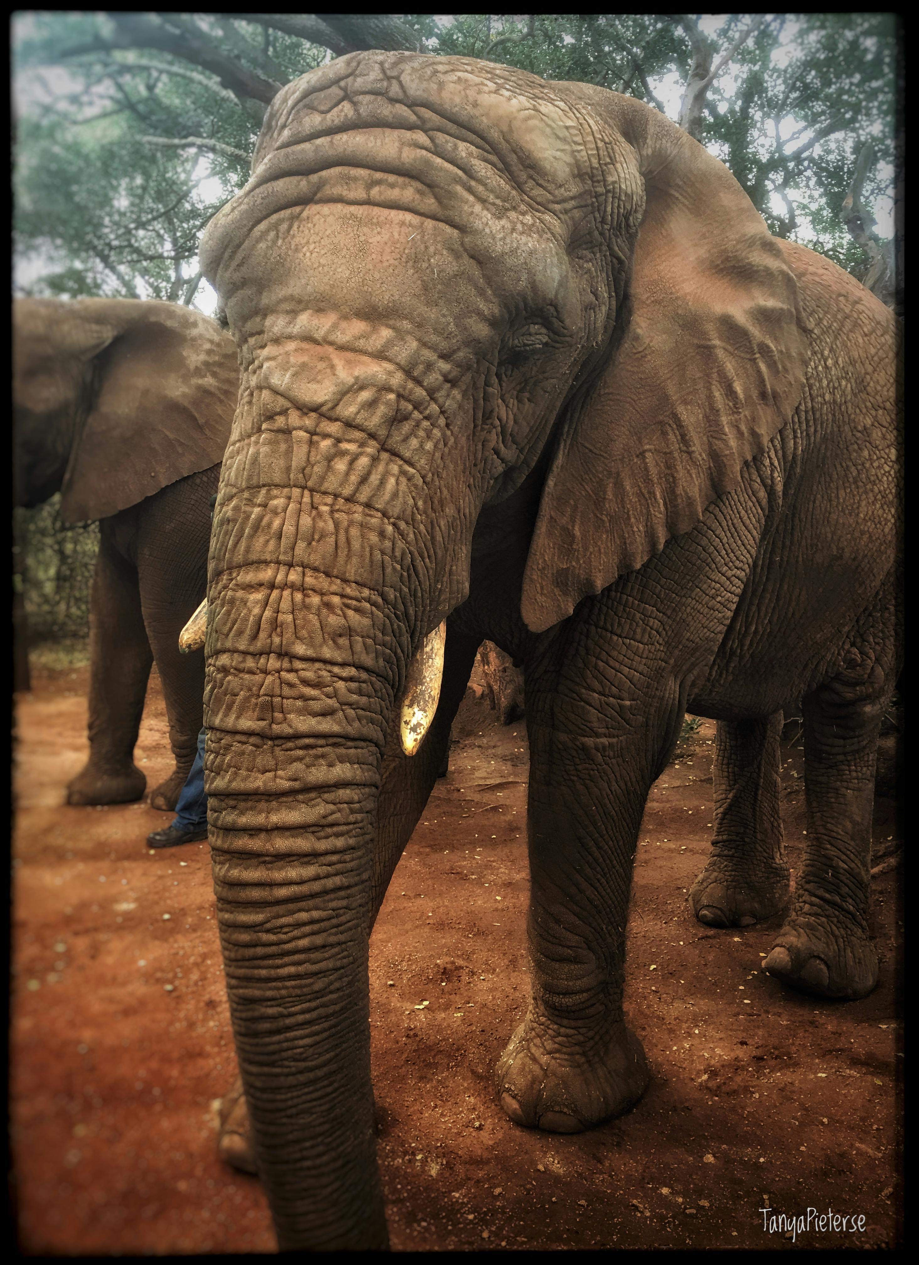 Free stock photo of africa, animal, elephant