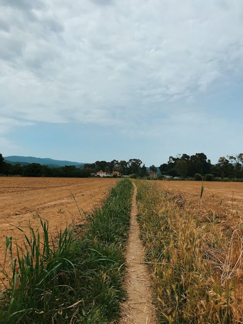 Footpath Between a Farm Field