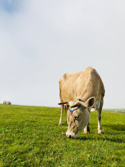 A Cow Eating Grass
