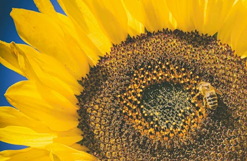 Free Bee on Yellow Sunflower in Close Up Photography Stock Photo