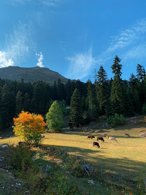 Cows Eating Grass Near the Trees