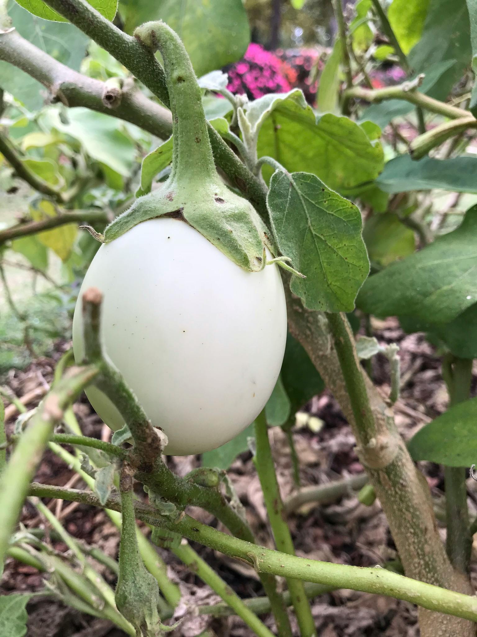 Free stock photo of egg, eggplant, plant