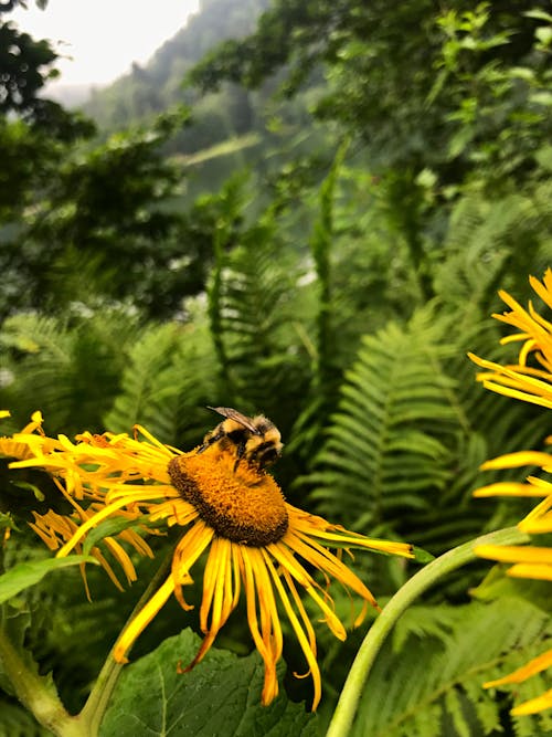 Free stock photo of bee, fern plant, flower