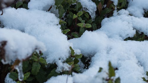 Free stock photo of foliage, frost, gartloch Stock Photo