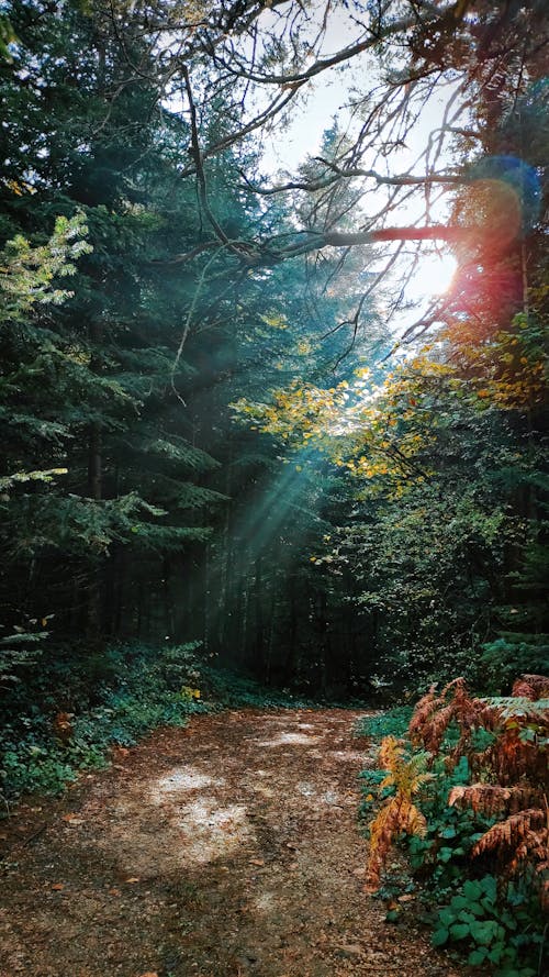 Sunlight Falling on the Dirt Road in a Forest 