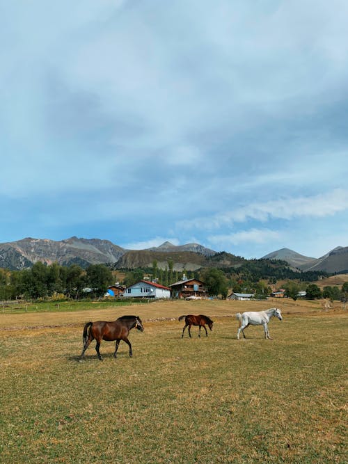 Horses on the Grass