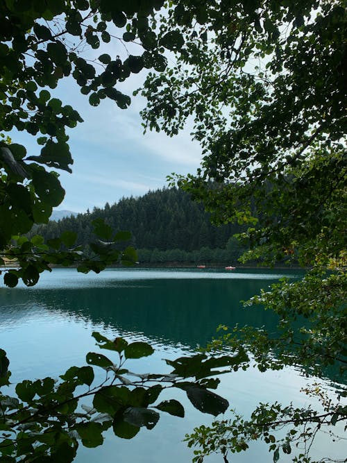 Green Trees Near a Lake