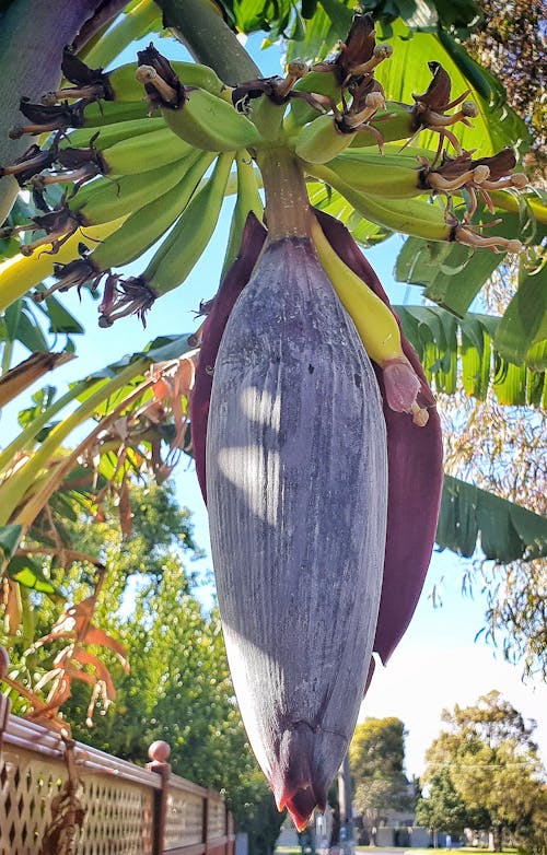 Gratis lagerfoto af banan blomst, bananblomst, bananer