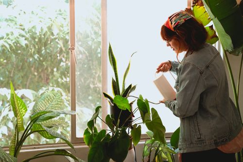 Free Redheaded woman nurturing green houseplants by a sunlit window indoors. Stock Photo