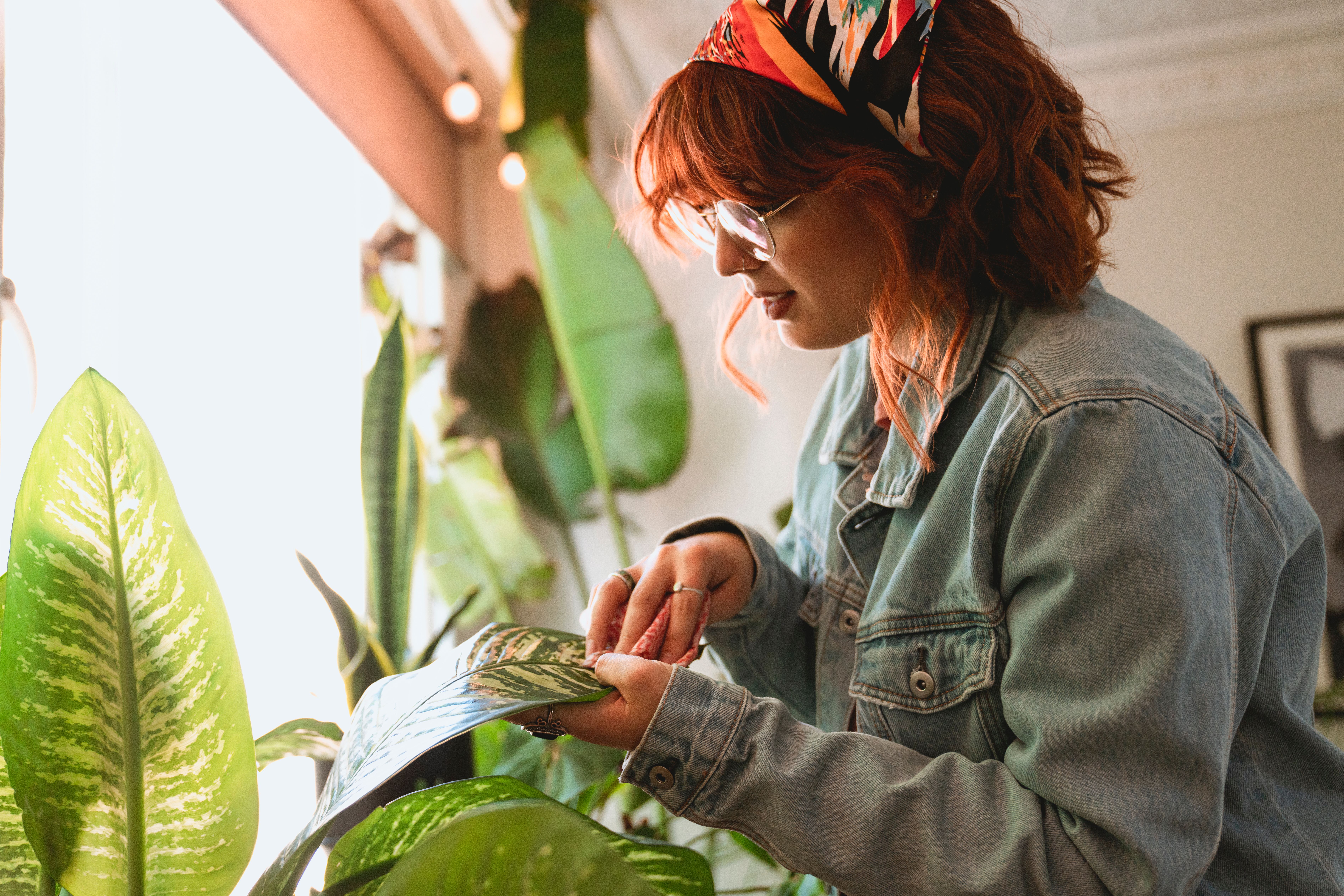 Vos plantes d'intérieur vous parlent : apprenez à décoder leurs signaux secrets pour un petit jardin