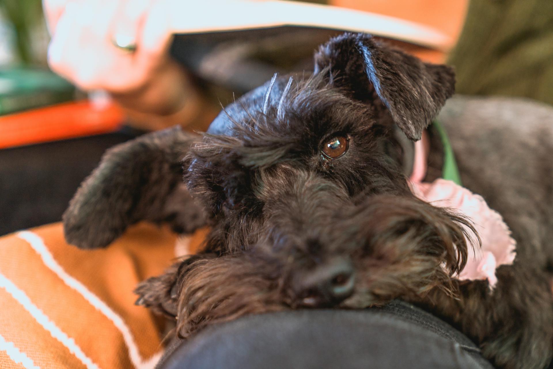 Un schnauzer en miniature noir