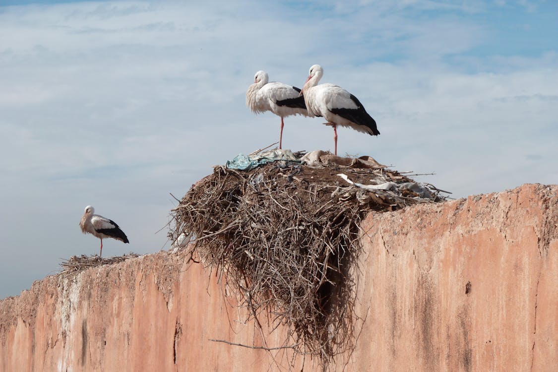 Two Birds on the Bird's Nest Under White Clouds