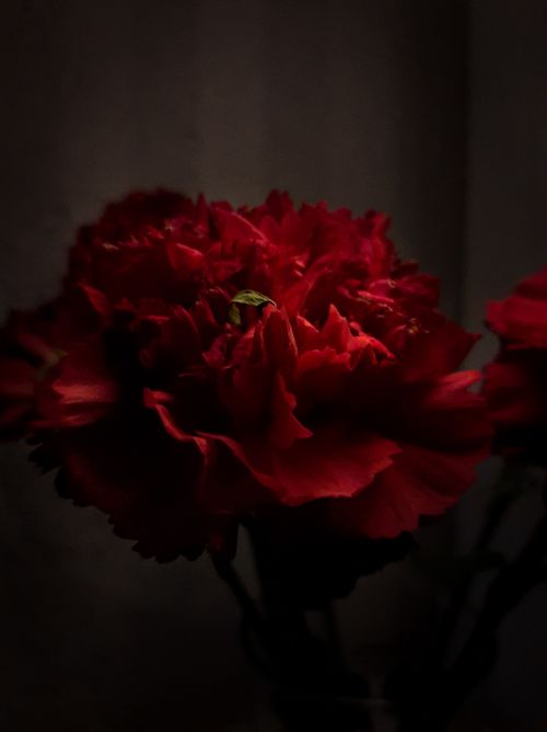 Free Dramatic close-up of a red carnation with dark, moody lighting. Stock Photo