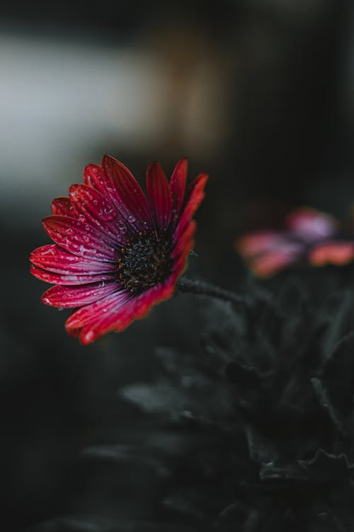 Foto profissional grátis de cape marguerite, fechar-se, flor vermelha