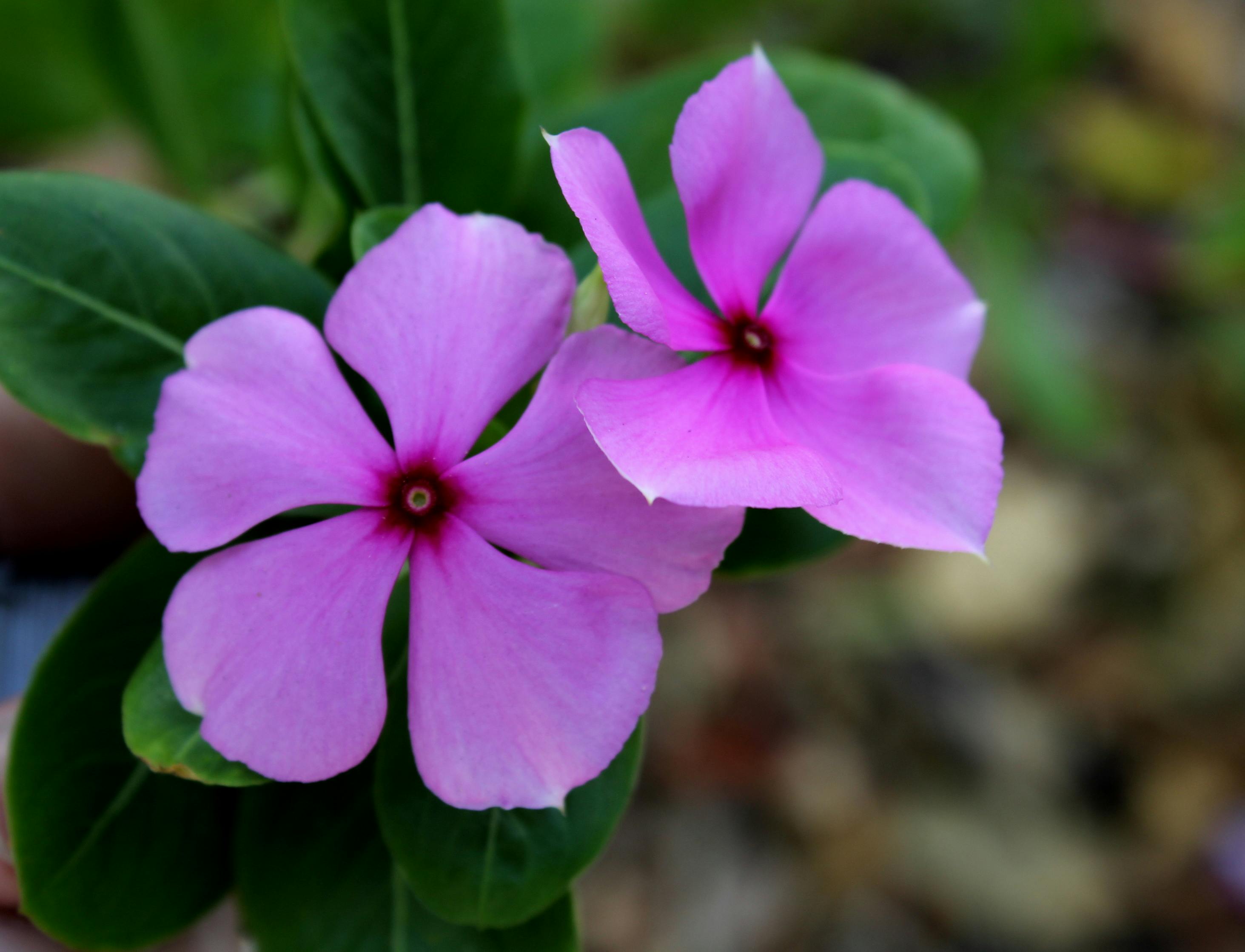 Free stock photo from Paola · Pexels