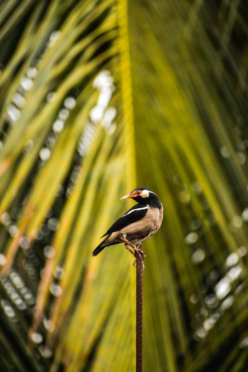 Free Close-up of an Asian Pied Starling perched with lush palm leaves background. Stock Photo