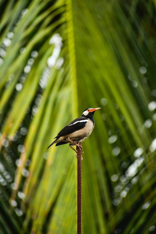 Indian pied myna Perched on a Rusty Metal Rod