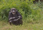 Black Gorilla on Green Grass
