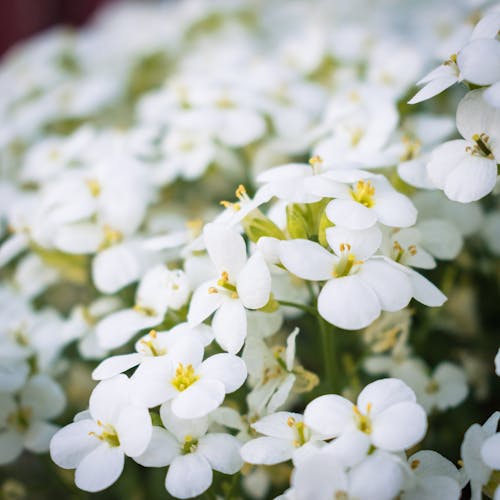 White Flowers in Close Up Shot