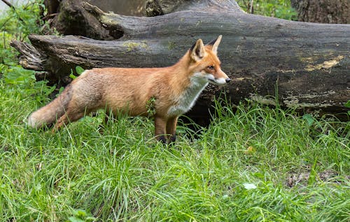 Free Brown Fox on Grass Beside a Tree Trunk Stock Photo