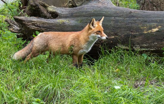 fox photo