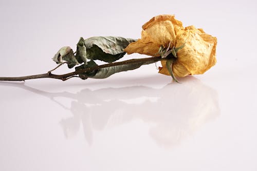คลังภาพถ่ายฟรี ของ ดอกกุหลาบ, ดอกไม้สีเหลือง, ดอกไม้แห้ง