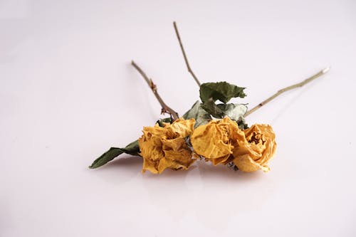 Free stock photo of dry flower, roses, yellow