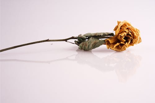 Free stock photo of dry flower, roses, yellow