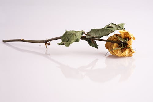 乾花, 玫瑰, 黃色 的 免費圖庫相片