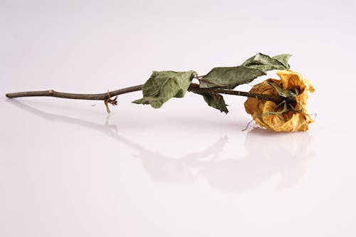 Free stock photo of dry flower, roses, yellow