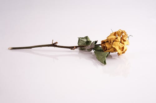 Free stock photo of dry flower, roses, yellow