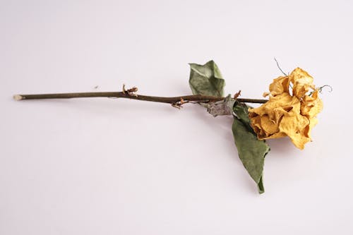 Free stock photo of dry flower, roses, yellow