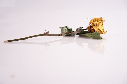 Free stock photo of dry flower, roses, yellow