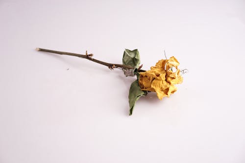 คลังภาพถ่ายฟรี ของ ดอกกุหลาบ, ดอกไม้สีเหลือง, ดอกไม้แห้ง