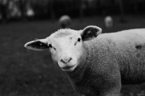 Free Grayscale Photo of a Sheep Stock Photo