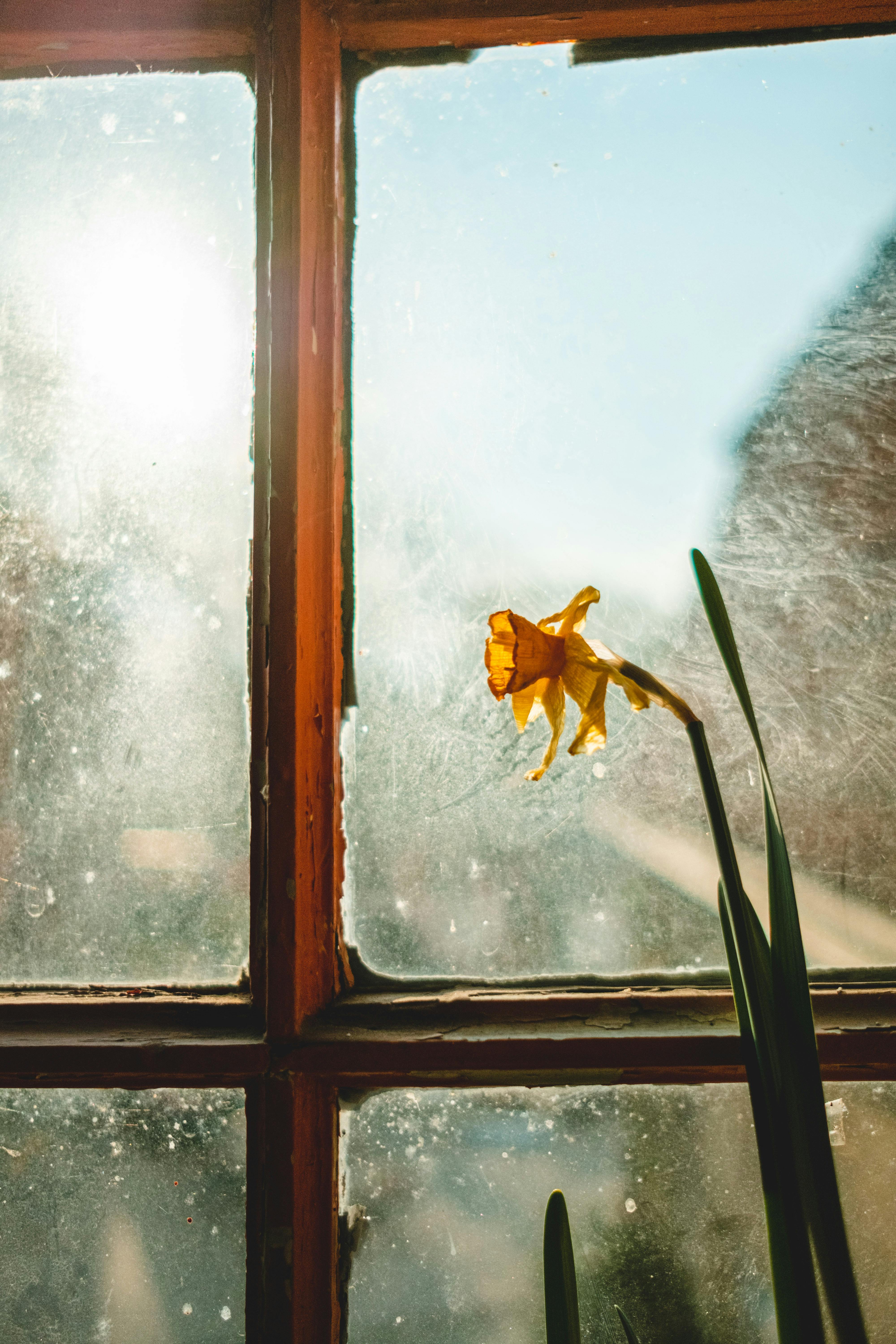 A single daffodil blooms against a sunlit, dusty window, creating a rustic and serene scene.